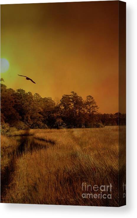 Canvas print Photo of the South Carolina Marshland