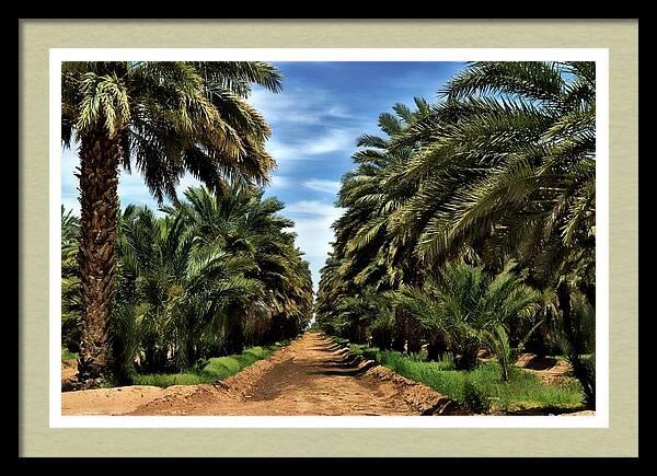Arizona Date Trees by Bob Pardue - Copyright 2026, All Rights Reserved