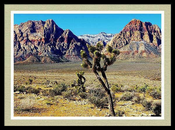 Joshua Tree photo at Red Rock Canyon - Copyright Bob Pardue Photography